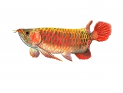 Asian Arawana (Scleropages Formosus)