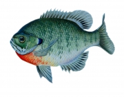 Bluegill (Lepomis Macrochirus)