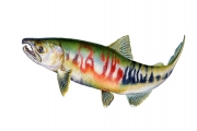 Chum Salmon (Oncorhynchus Keta Spp.)