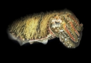 Cuttlefish - Sepia Spp.