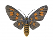 Day Flying Moth (Amata Trigonophora)