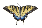 Eastern Tiger Swallowtail Butterfly (Papilio glaucus) felmale