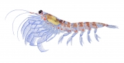 Krill (Order / Euphausiacea)