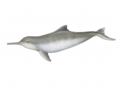 La Plata Dolphin, Franciscana, Toninha or Cachimbo (Pontoporia Blainvillei) Male