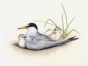 Least Tern With Chicks (Sterna Antillaru)