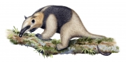 Lesser Anteater (Tamandua Tetradactyla)