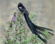 Long-tailed Widowbird (Euplectes Progne)