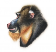 Mandrill (Mandrillus Sphinx)