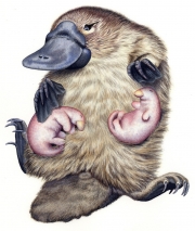 Platypus With Puglets (Ornithorhynchus Anatinus)