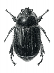 Scarab Beetle (Scarabaeidae Spp.)