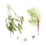 Spotted Gum [Corymbia Maculata (syn. Eucalyptus Maculata)]