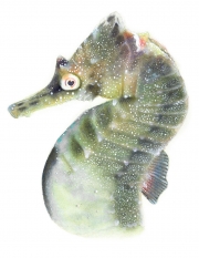 White's Seahorse (Hypocampus Whitei)