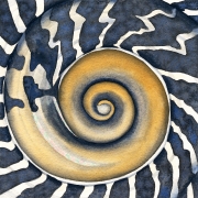 Zebra Top Shell (Austrocochlea porcata)