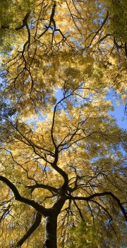 Autumn Dandenongs III