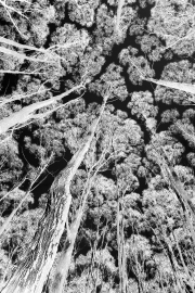 Tree Abstract I