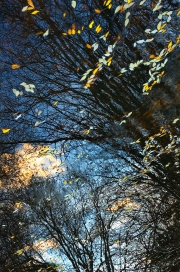 Winter Reflections